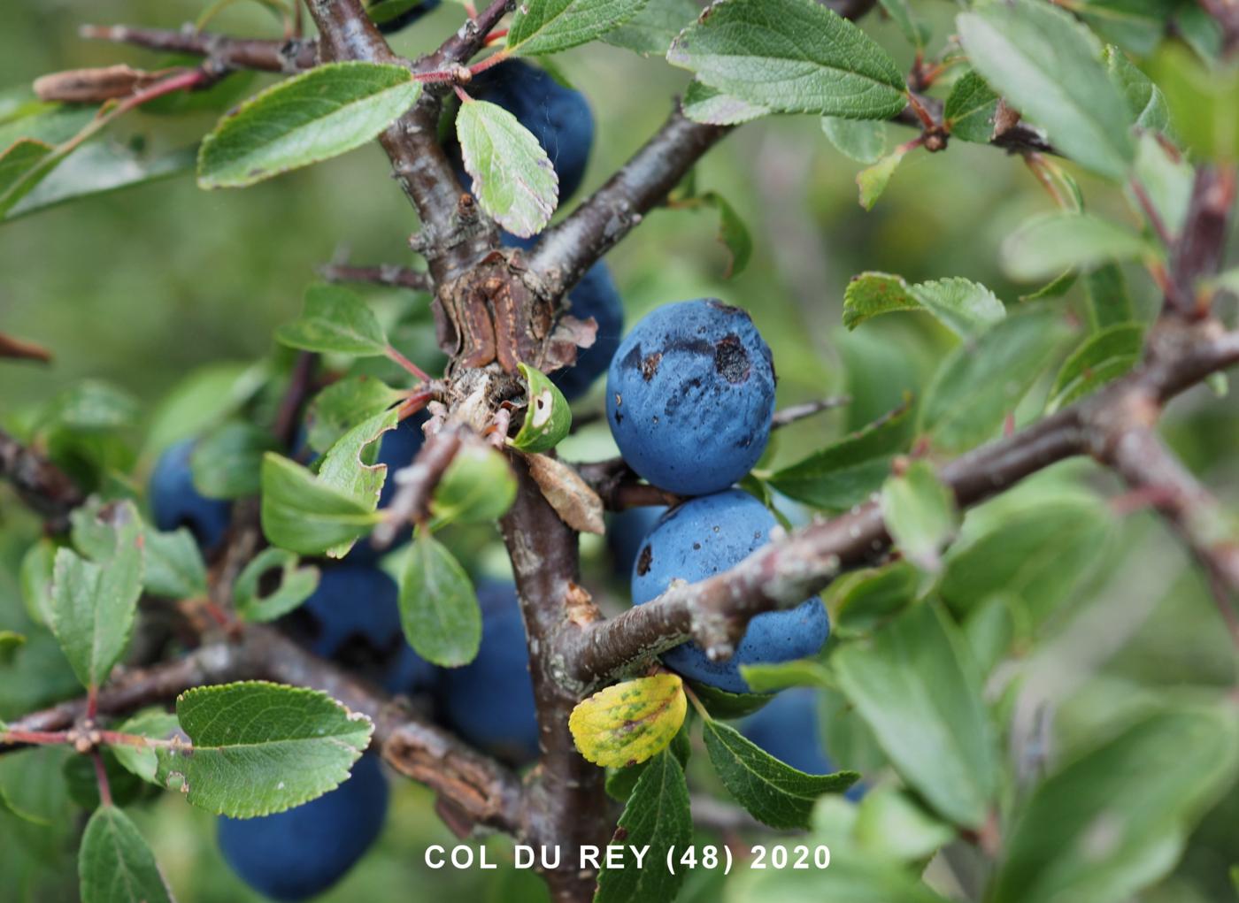 Blackthorn fruit